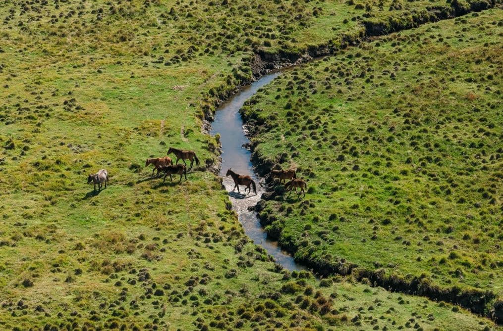 Shumë kuaj të egër në Australi, do të qëllohet nga helikopterët për t’i vrarë