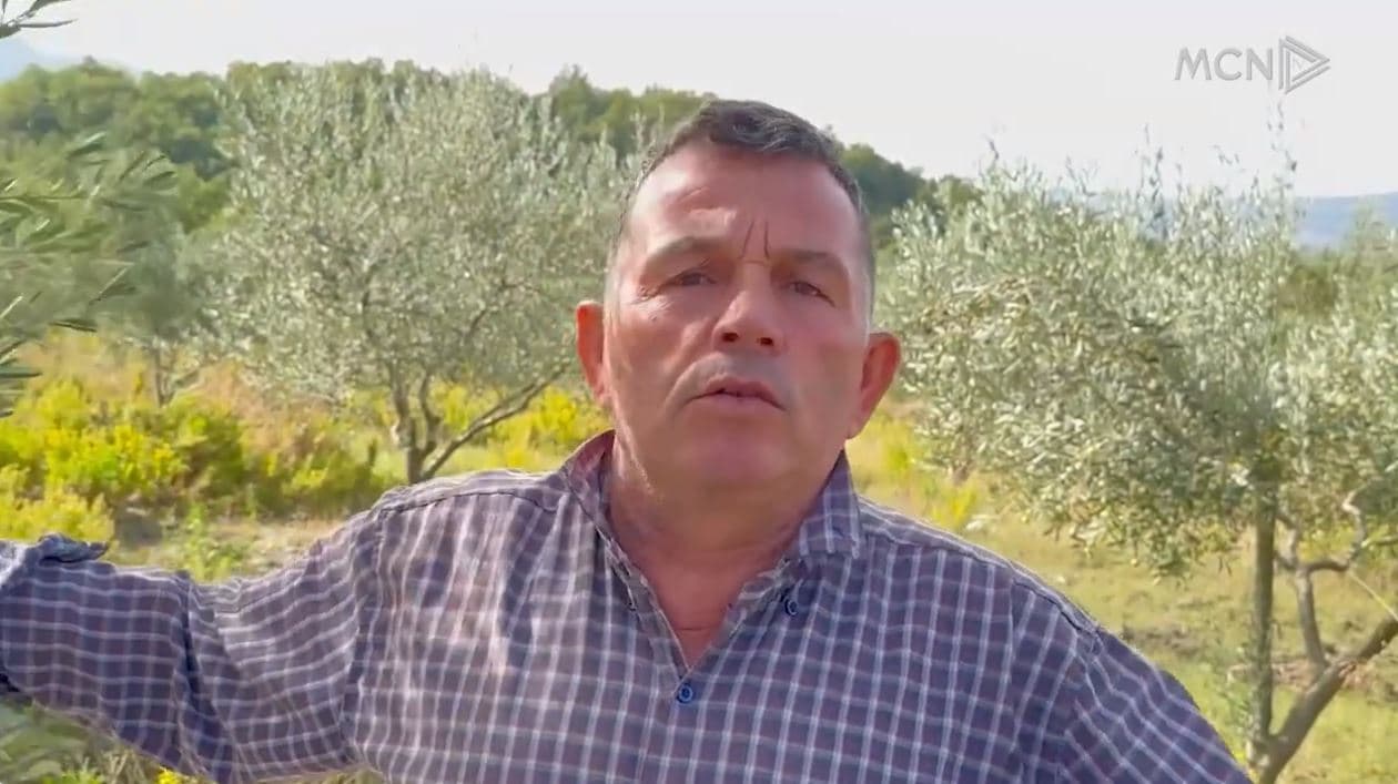 S’ka punëtorë për vjeljen e ullinjve. Fermerët në Lezhë: Kanë emigruar të gjithë
