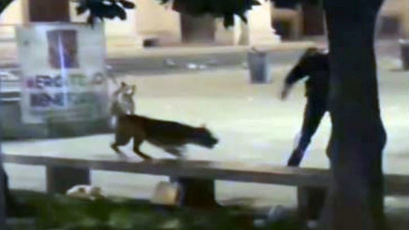 84-vjeçari në Durrës sulmohet nga dy qen ‘Pitbull’, përfundon në spital