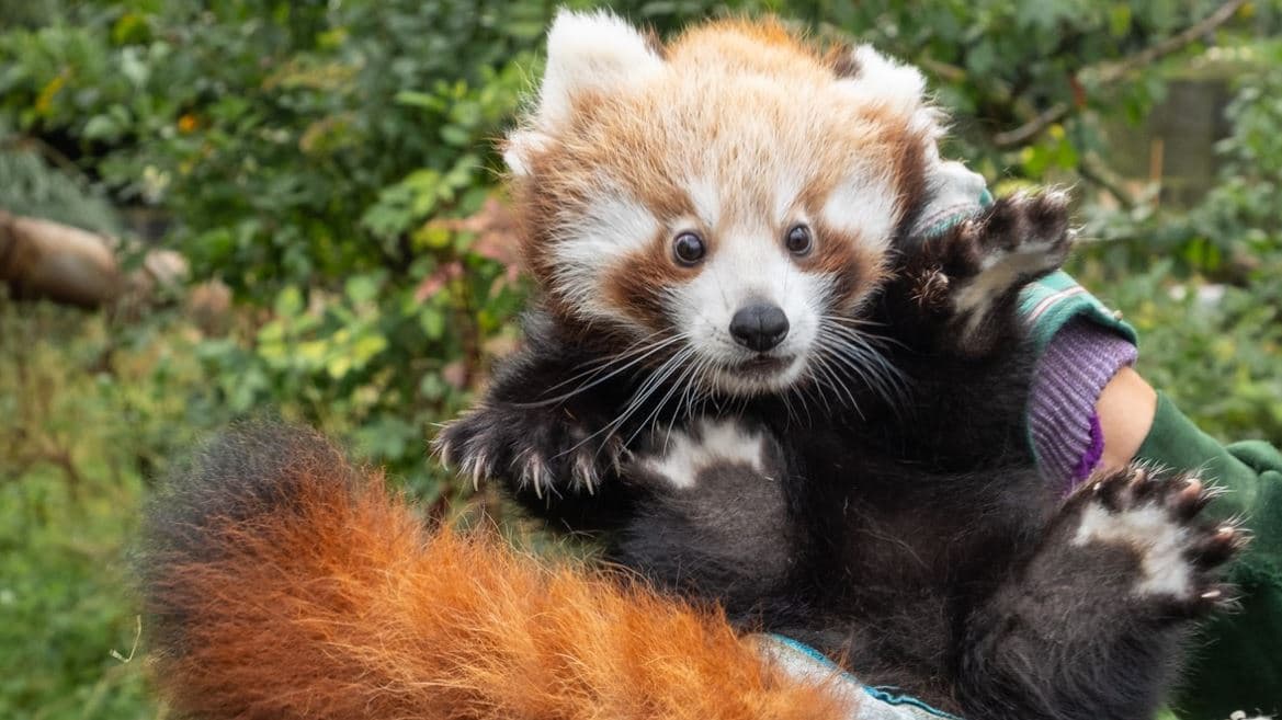 “Sukses i madh”, lindin katër këlysh të kuq panda në dy kopshte zoologjike në Britani