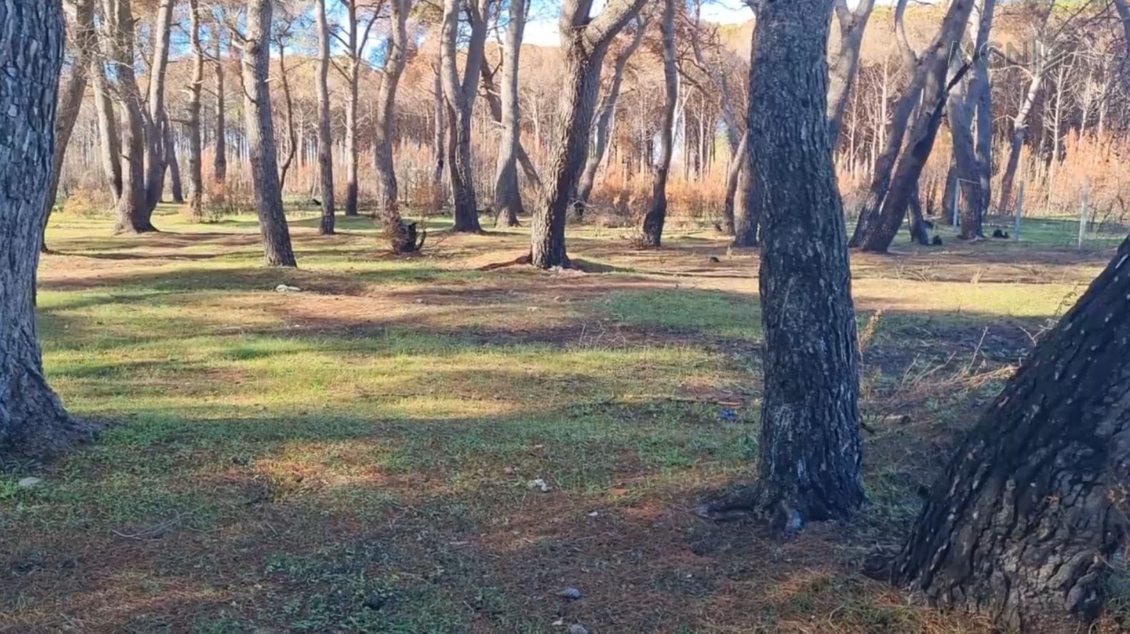 Erozioni rrezikon Pish Poron. Zjarri ka djegur të gjitha pishat (VIDEO)
