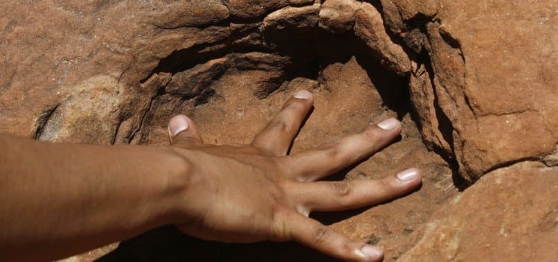 Shkencëtarët në Brazil identifikojnë një specie të re të dinozaurëve