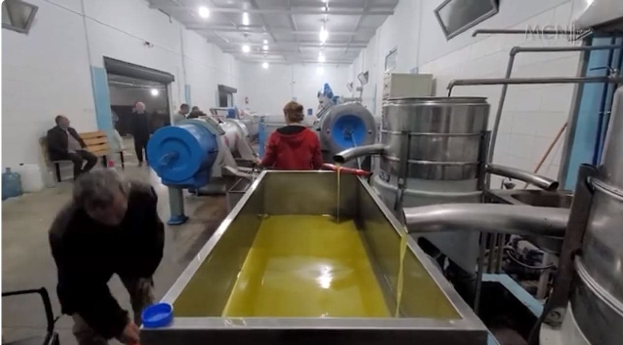 Më pak vaj ulliri në treg/ Fermerët nuk shesin prodhimin e ri, s’ka rendiment (VIDEO)
