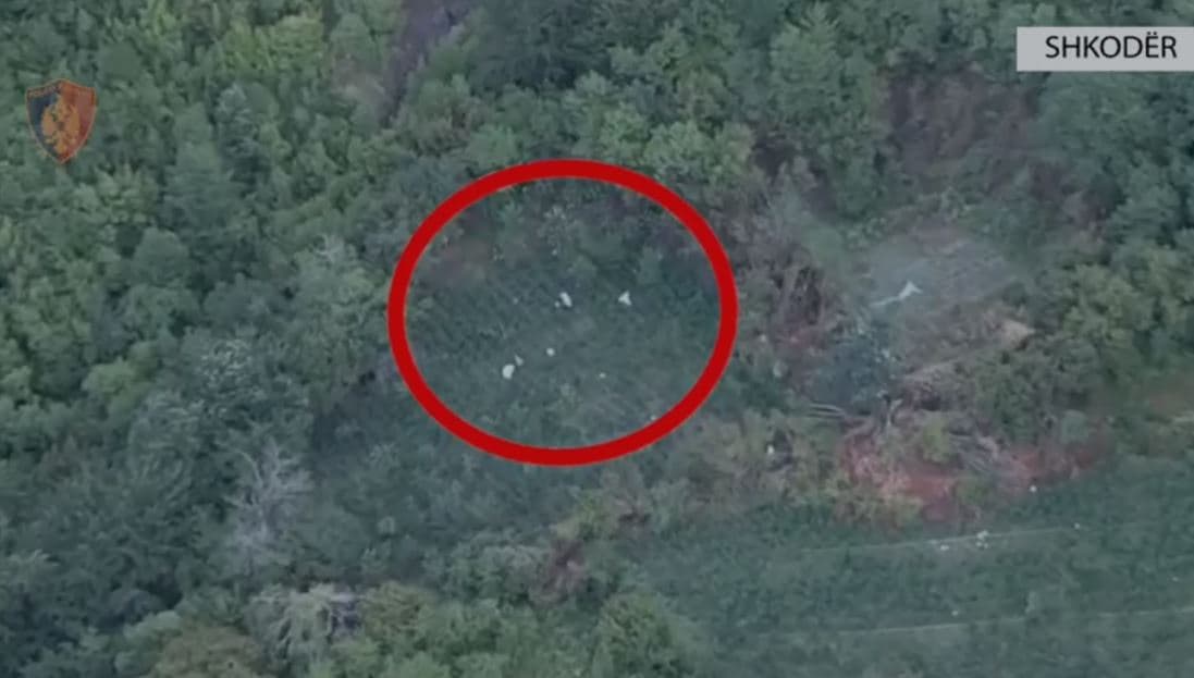 Kultivuan mbi 10 mijë bimë kanabisi, “Alpet e pastra” vënë në pranga 3 persona/ 6 në kërkim