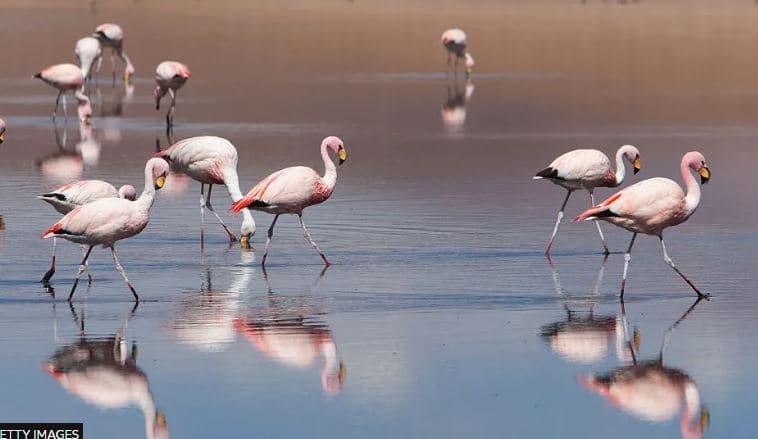Gripi i shpendëve vret mbi 200 flamingo në Argjentinë