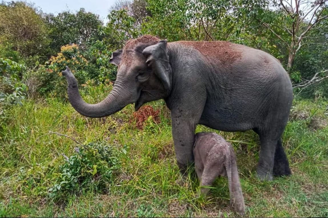 Specie në rrezik zhdukje, lind një foshnje elefanti në Indonezi 