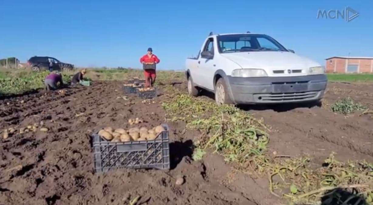 Treg i sigurt për pataten/ Divjakë, fermerët të kënaqur me çmimin e shitjes (VIDEO)