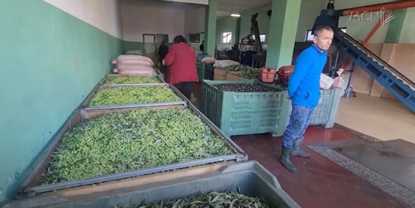 Nuk ka vaj për në treg/ Lushnjë, prodhuesit e mbajnë për konsum familjar (VIDEO)