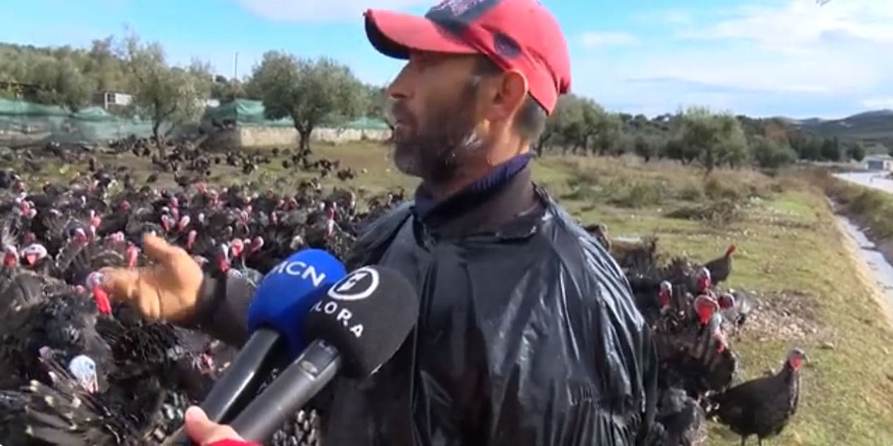 Kujdesen për 800 gjela deti. Fermerët: Një kilogram shitet 1400 lekë, s’ka kërkesa