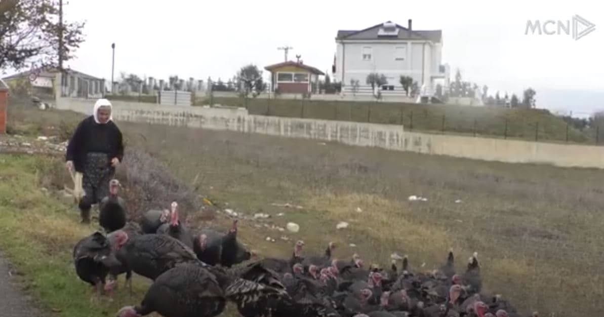 Kërkesë e lartë për gjel deti/ Fermerja nga Baldushku: Çmimi nuk ka ndryshim nga vjet (VIDEO)