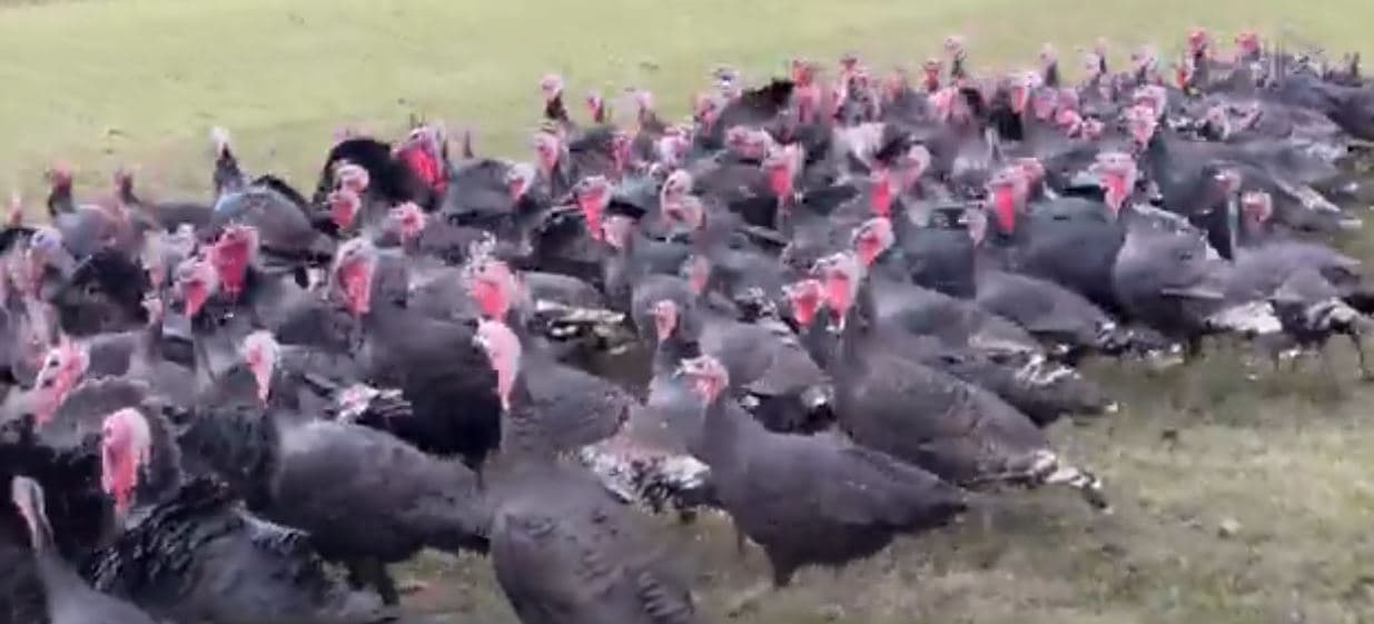 Më pak gjela deti në Zadrimë të Lezhës/ Fermerët heqin dorë nga mbarështimi i “mbretit” të tryezës festive (VIDEO)