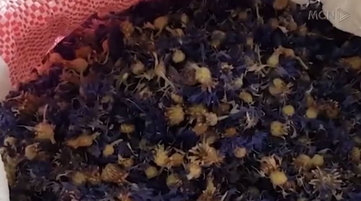 Ulen eksportet e bimëve medicinale/ Hysenaj: Të ndryshojë skema e subvencionit (VIDEO)
