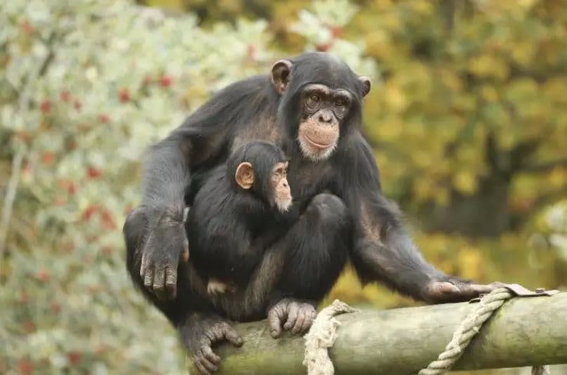 Majmunët i kujtojnë miqtë e vjetër edhe pas 25 vitesh