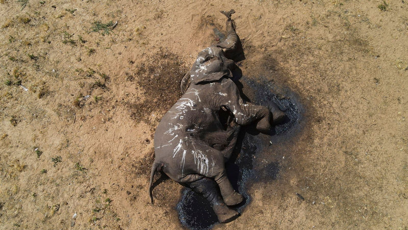 Thatësira godet parkun më të madh në Zimbabve, të paktën 100 elefantë të ngordhur
