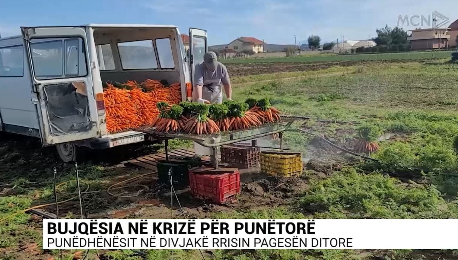 Bujqësia në krizë për punëtorë/ Punëdhënësit në Divjakë rrisin pagesën ditore (VIDEO)
