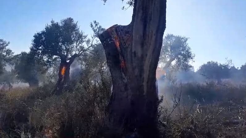 Vlorë/ Përfshihet nga flakët një sipërfaqe me ullinj në fshatin Bestrovë