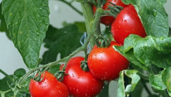 Lëngu i domates vret Salmonelën, shkaktarin kryesor të helmimit nga ushqimi