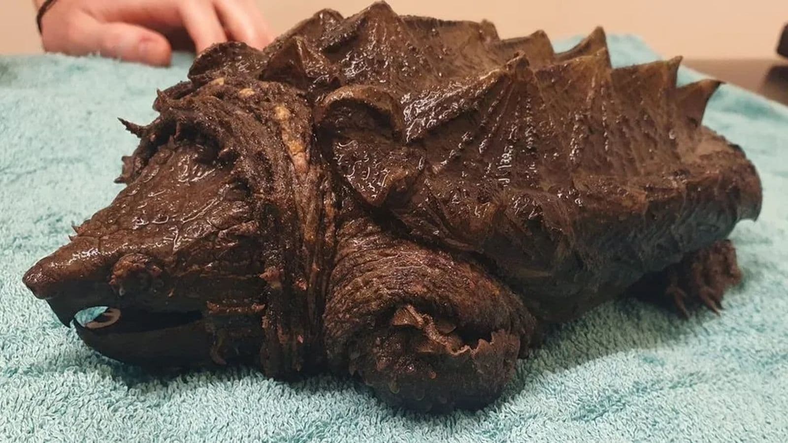 Zbulohet breshka e rrezikshme, mund të kafshojë dhe kockat
