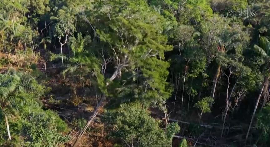 “Breshkat rrezikojnë të zhduken”/ Raporti i OKB-së: 1 në 5 specie migratore e kërcënuar