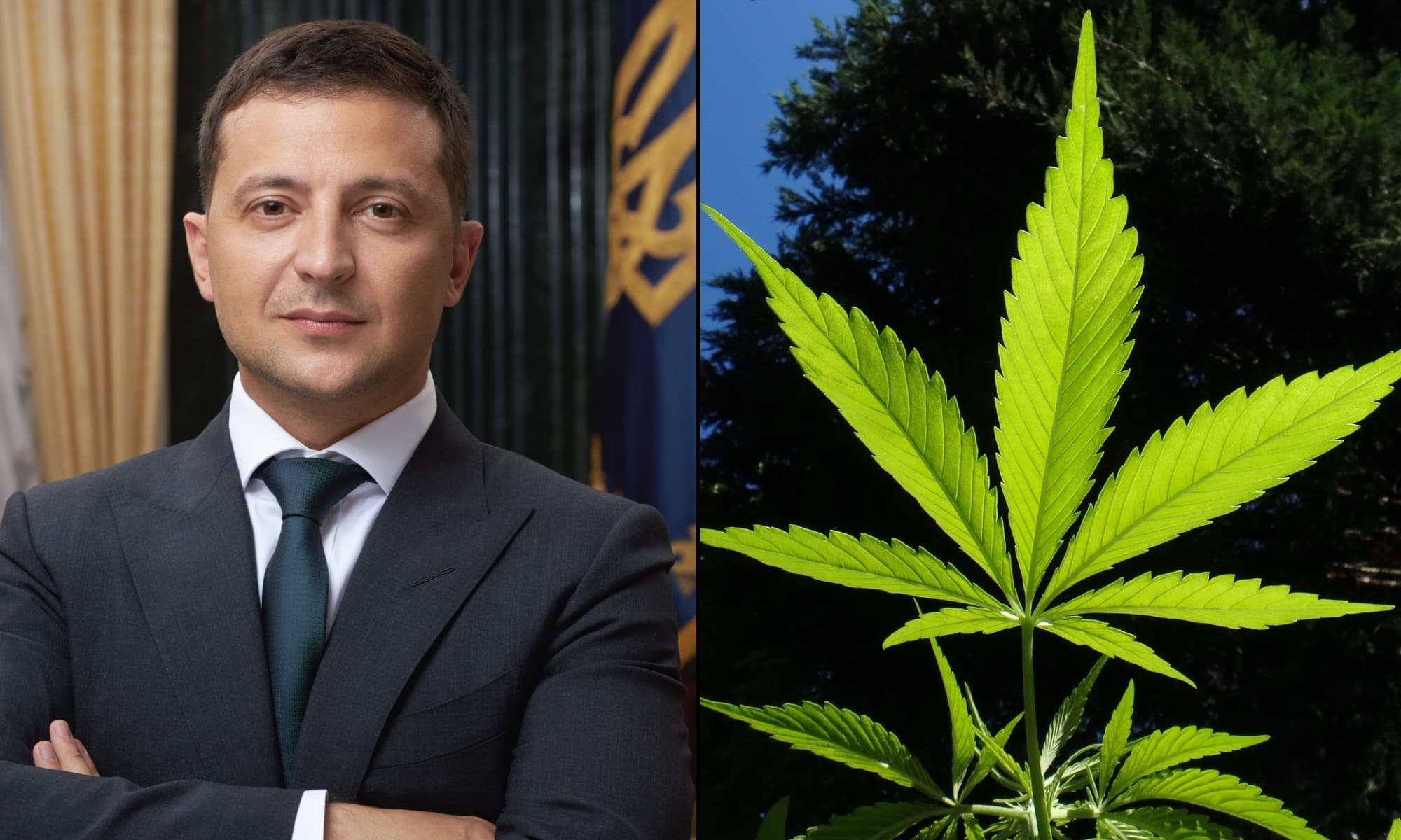 Zelensky legalizon kanabisin mjekësor