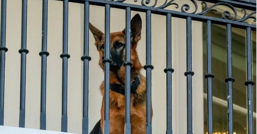Qeni i Biden kafshoi agjentët e Shërbimit Sekret në të paktën 24 raste