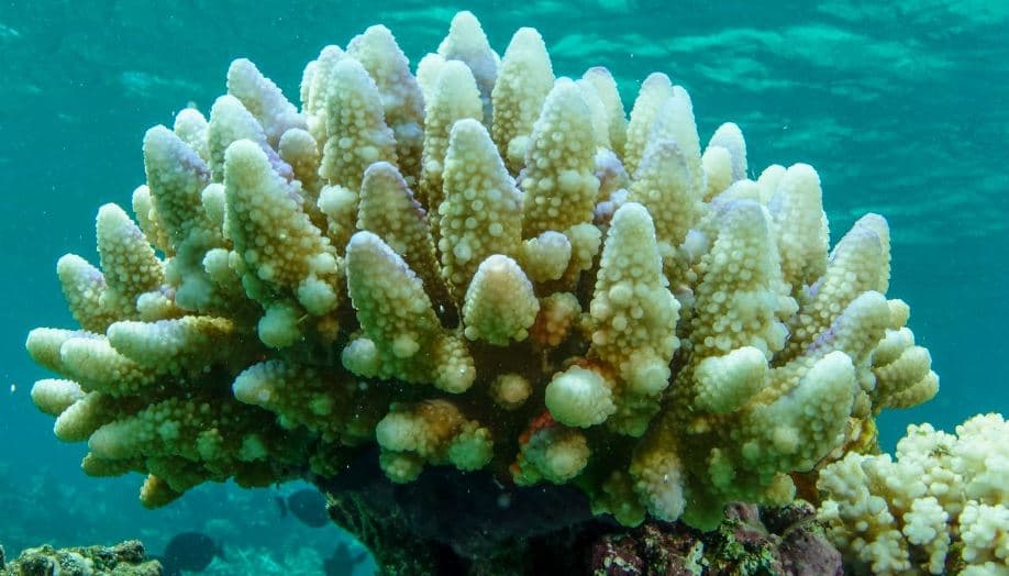 Ndryshimi i klimës, Oqeanet e botës arrijnë temperaturën rekord