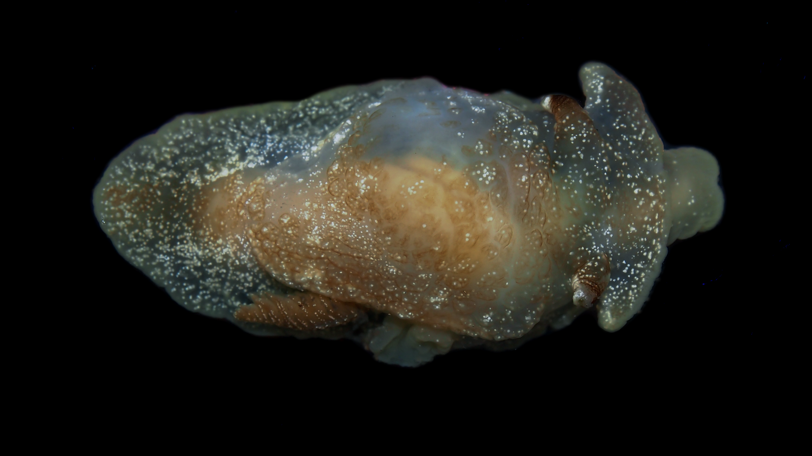 Zbulohet një specie të re krijese deti në brigjet e Mbretërisë së Bashkuar