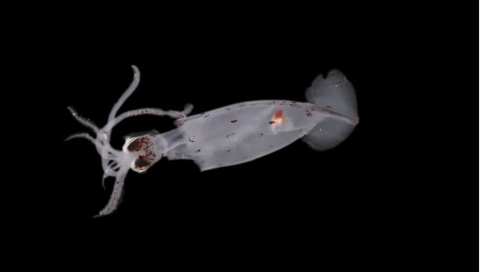 Shkencëtarët zbulojnë 100 specie të reja në det, duke përfshirë krijesa misterioze