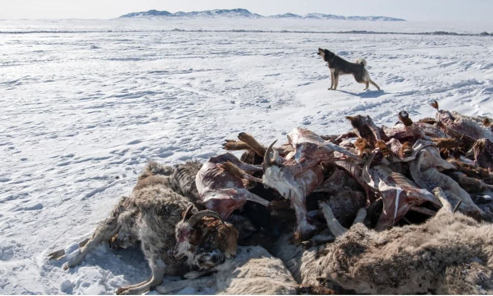 Mongolia përjeton dimrin më të ashpër në gjysmë shekulli, ngordhin gati 5 milionë kafshë
