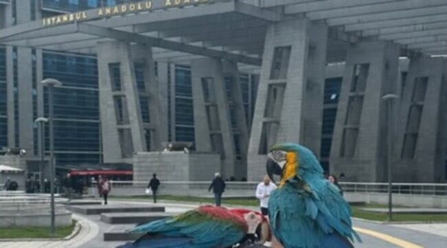 “Eja, im shoq nuk është”. Burri zbulon tradhtinë e gruas nga fjalët që përsëriste papagalli