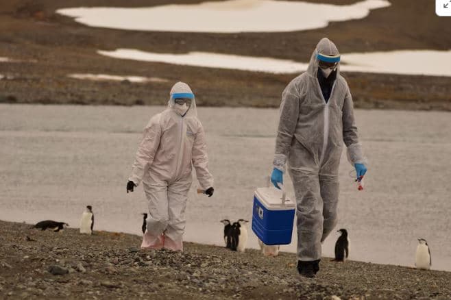 Mijëra pinguinë të ngordhur në Antarktidë, shkencëtarët hetojnë për gripin e shpendëve