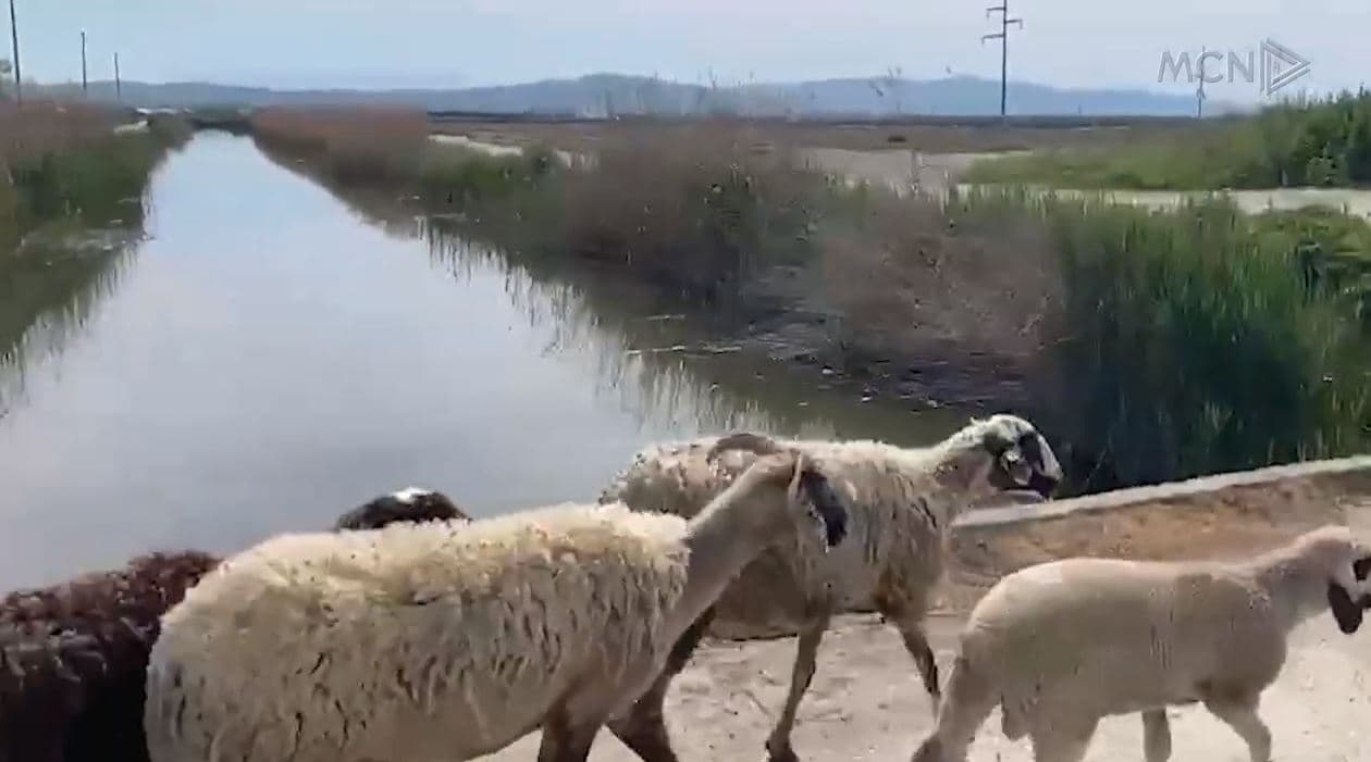 Ndotet kolektori i Levanit/ Fermerët: Po na thahen tokat, në rrezik edhe bagëtitë (VIDEO)