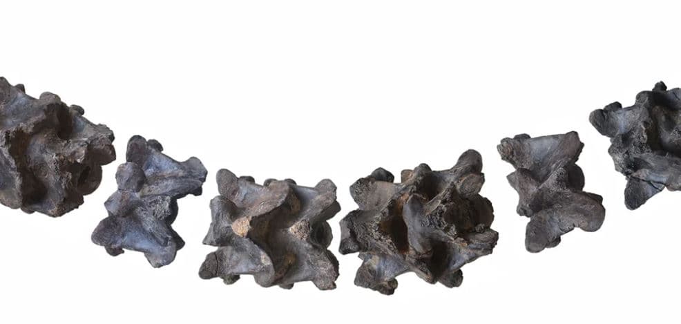 Zbulohen fosilet e një gjarpri gjigant prehistorik në Indi