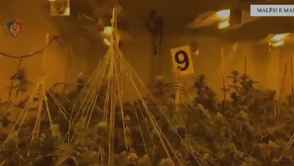 Kultivonin kanabis me llamba në një banesë dy katëshe në Malësi të Madhe, një i arrestuar dhe një tjetër në kërkim