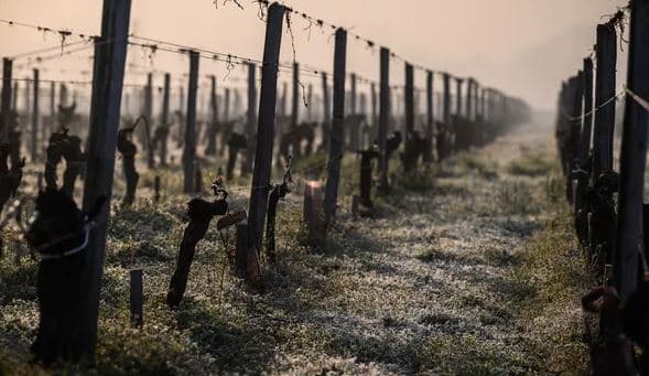 Prodhimi global i verës në 2023, në nivelin më të ulët që prej vitit 1961