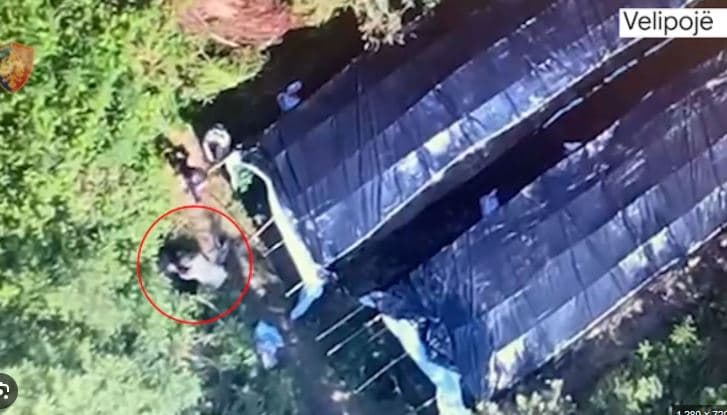   Në kërkim për kultivim kanabisi/ Arrestohet 48-vjeçari në Shkodër