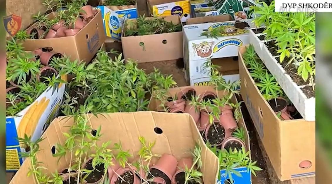 Çokollata me kanabis në Shkodër/ Dyshohet se u prodhua në Fushë-Krujë, u shitej grupeve kriminale (VIDEO)