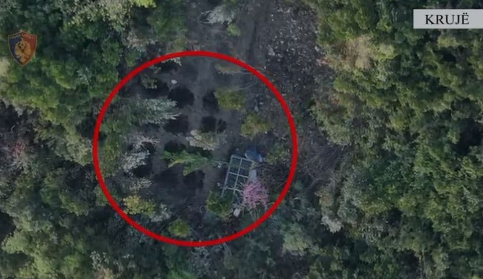 Kultivuan kanabis në mes të pyllit, arrestohen babë e bir në Krujë 