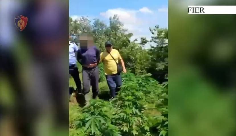   Asgjësohen 295 bimë kanabis të mbjellura/ Arrestohen dy të dyshuar në Fier