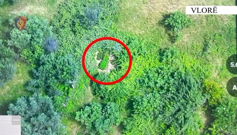    Sekuestrohen sipërfaqe të mbjellura me kanabis/ Arrestohen babë e bir në Vlorë