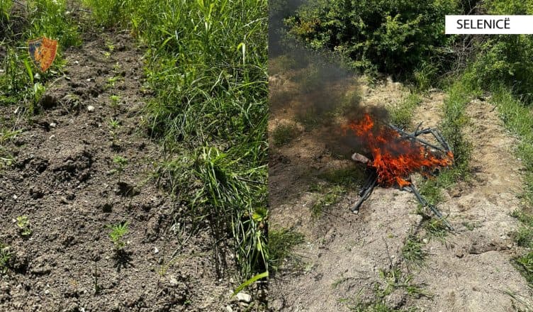  Asgjësohen 334 bimë narkotike në Selenicë, në kërkim autori i dyshuar