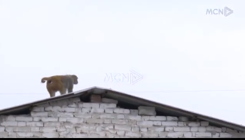 Majmuni bredh lirshëm në Sauk(VIDEO)