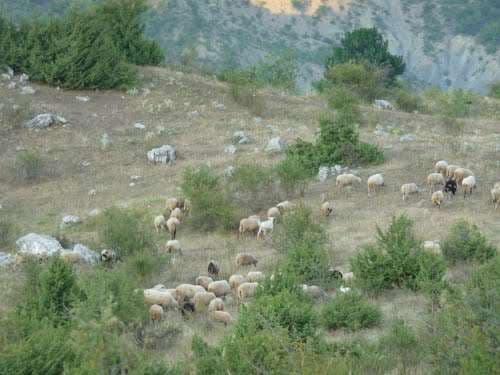 Bie nga lartësia duke mbledhur bagëtitë/ Vdes bariu në Krujë