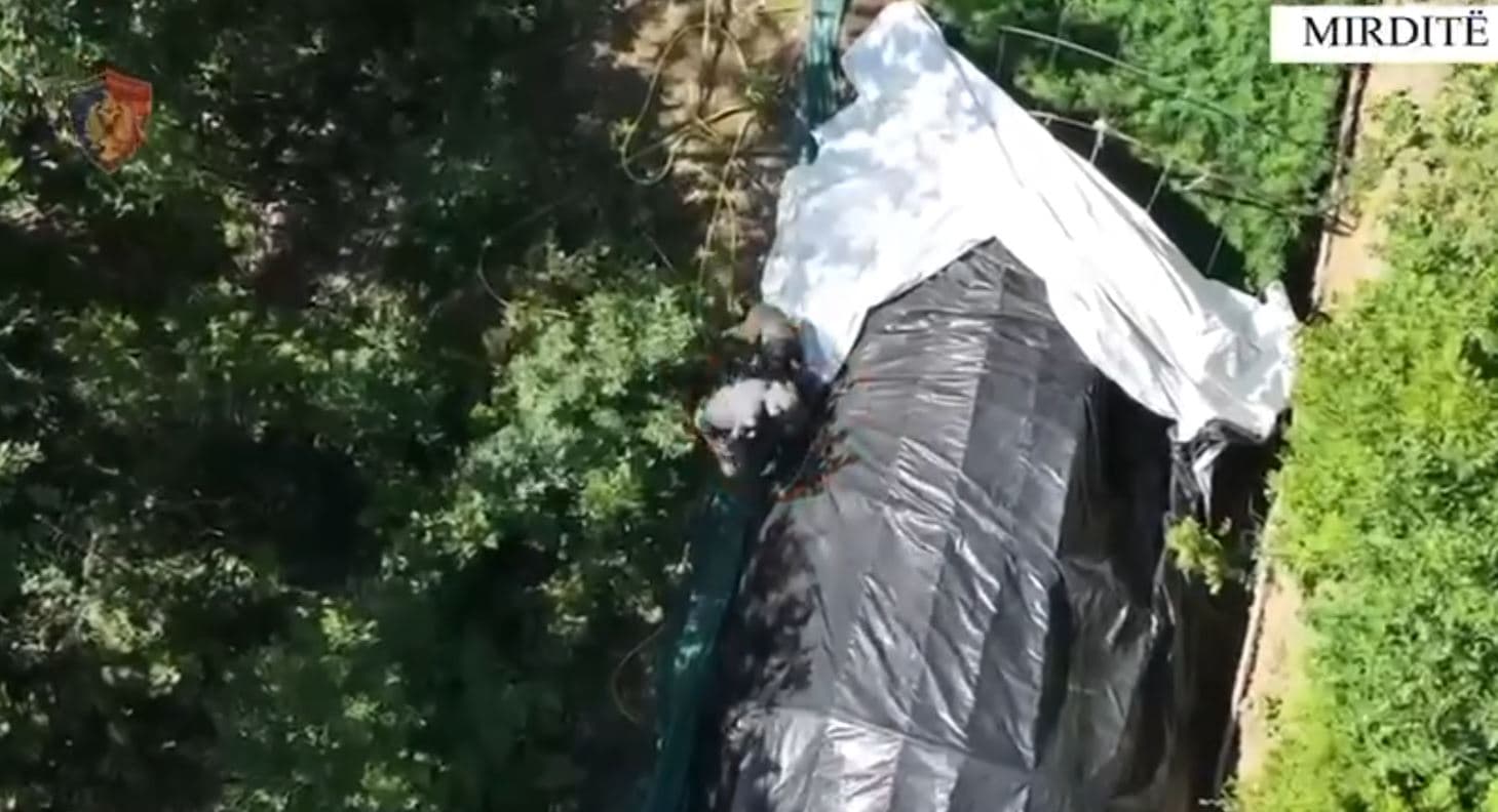 Asgjësohen mbi 1 mijë bimë dhe fidanë kanabisi, arrestohet 28-vjeçari në Mirditë