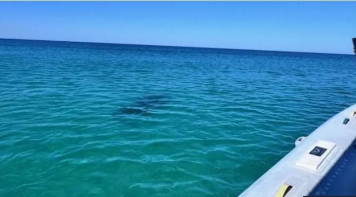 Peshkaqenët sulmojnë pushuesit në Florida, 3 të lënduar