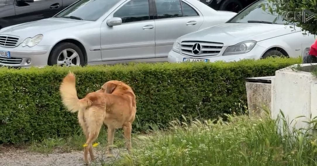 Qentë endacakë, problem në Lezhë/ Qendër grumbullimi me iniciativë vullnetare (VIDEO)
