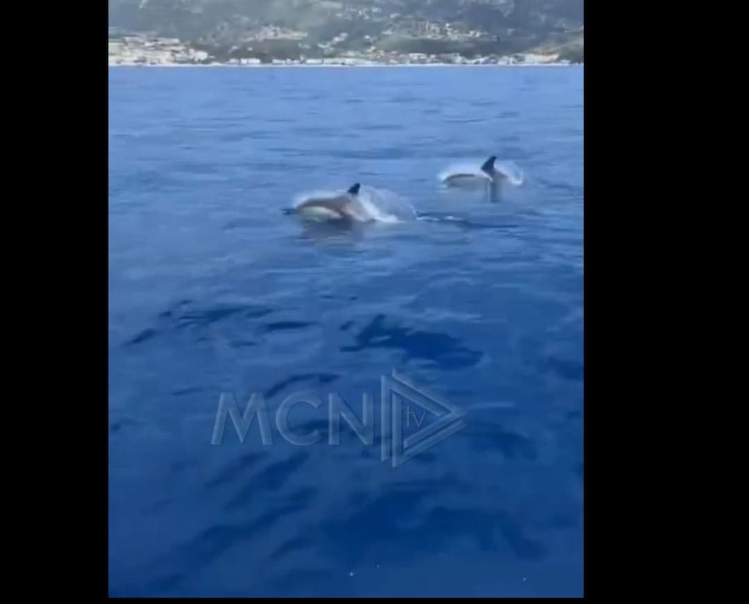 Delfinët shoqërojnë pushuesit drejt Himarës (VIDEO)