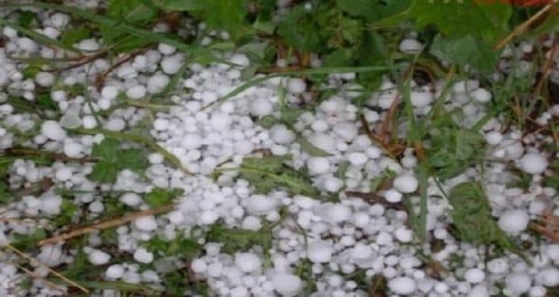 Reshje breshëri në disa fshatra të Korçës, dëme të konsiderueshme në bujqësi