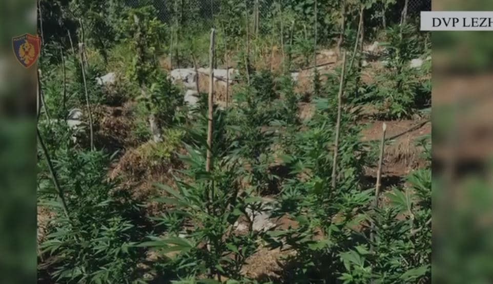 Asgjësohen rreth 800 rrënjë kanabis në Lezhë, arrestohet një person, në kërkim vëllai i tij 