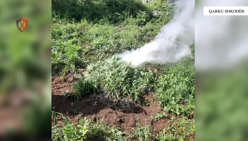 Asgjësohen 141 fidanë kanabis në Malësi të Madhe/ Procedohen penalisht kryetari i fshatit dhe specialisti i pyjeve